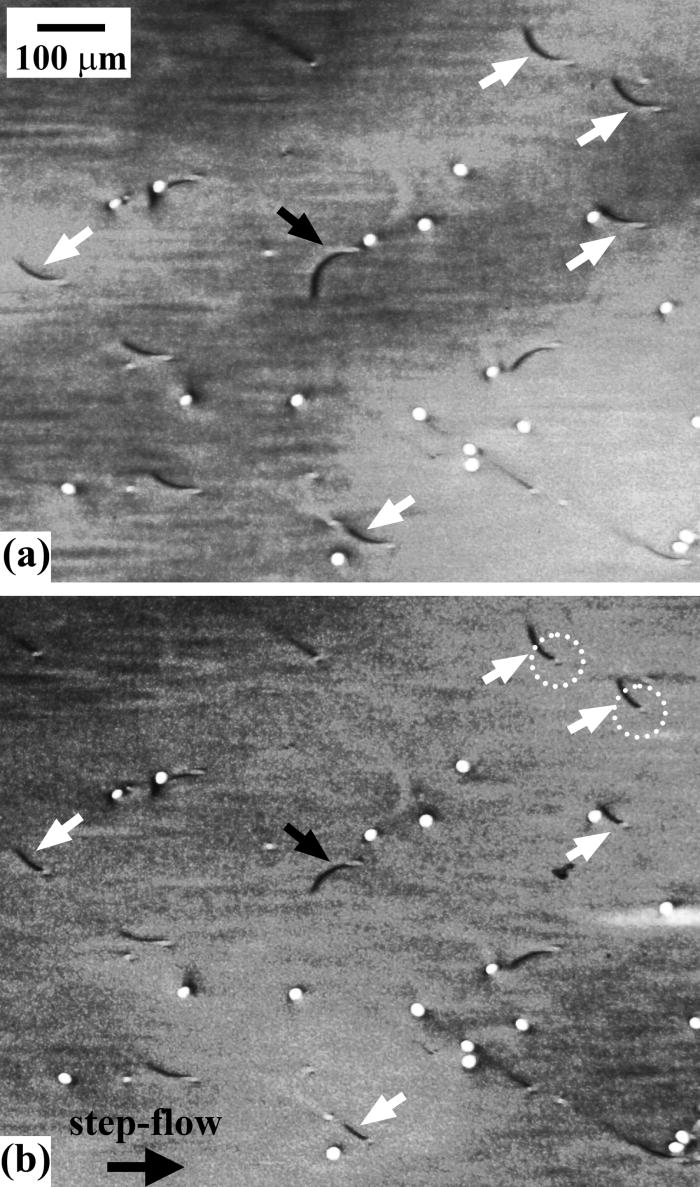 Conversion of basal plane dislocations to threading edge dislocations