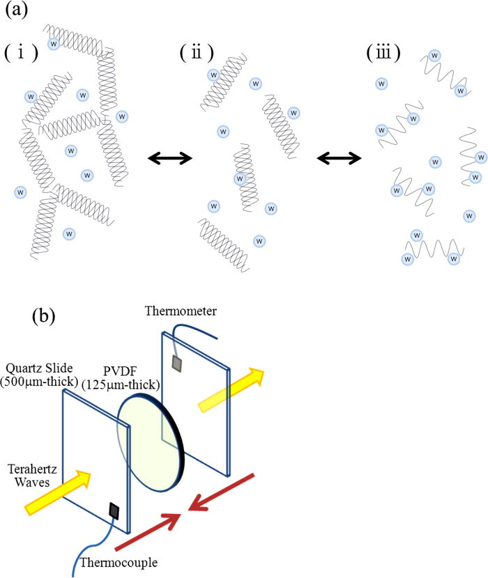 Investigation of the solgel transition of gelatin using terahertz timedomain spectroscopy