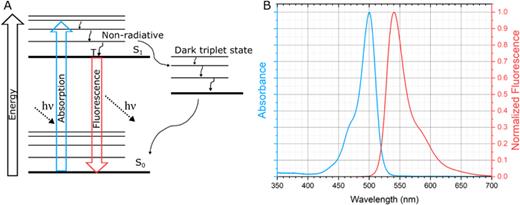FIG. 2. Energy and spectral representations of fluorescence. (a) The Jablonski diagram represents the basic energy principles behind fluorescence. The dark triplet state can cause fluorophores to temporarily go dark, or “blink,” which can be utilized for super-resolution techniques that require stochastic fluctuations. (b) Absorbance and emission spectra of fluorescein molecule in ethanol.16,17