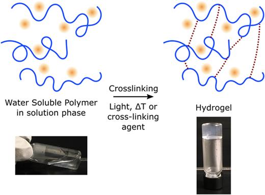 FIG. 3. Synthesis of hydrogels by cross-linking of water-soluble polymers. Hydrogels are water-soluble polymer molecules (blue) that are cross-linked by applying either light, temperature change, or a cross-linking agent depending on the type of hydrogel. Fluorescent proteins or fluorophores (red) can be embedded in hydrogels as shown. Pictures show the creation of an agarose hydrogel by heating (soluble, left) and subsequently cooling (gel, right).