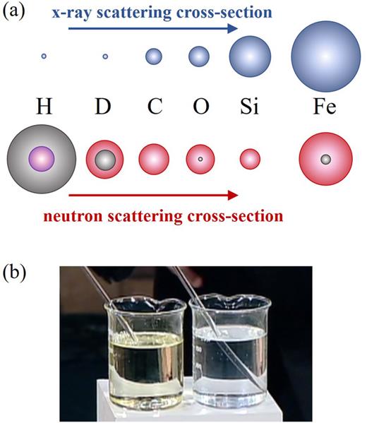 (a) Schematic of x-ray and neutron scattering cross sections from common elements showing that x-ray scattering cross section increases with atomic number, whereas neutron scattering cross section varies randomly depending on interactions with atomic nuclei. Red and gray spheres represent the coherent scattering lengths and incoherent scattering cross sections, respectively. For hydrogen, the red sphere is replaced by a purple sphere to indicate its negative scattering length. (b) Demo of optical contrast matching showing a Pyrex rod in water (right) and in vegetable oil (left). The matching index of refraction of Pyrex and oil makes the rod optically invisible within the oil medium.