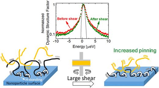 Schematic of shear effects in polymer pinning at particle interfaces with attractive interactions. The inset shows the narrowing of the QENS spectrum after shear indicating a reduction in polymer mobility. Reprinted with permission from Senses et al., Soft Matter 13, 7922–7929 (2017). Copyright 2017 The Royal Society of Chemistry.