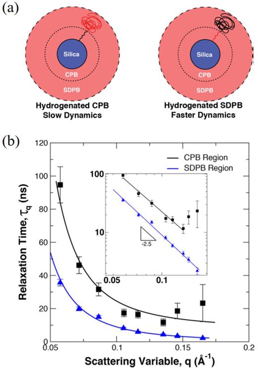 (a) Pictorial representation of the deuteration scheme used for studies of segmental dynamics in the CPB and SDPB regions. (b) NSE results showing the increase in relaxation times for polymer segments within the CPB region relative to those in the SDBP region. The inset shows Zimm-like behavior of the dynamics with the CBP region. Adapted from Wei et al., ACS Macro Lett. 7(6), 699–704 (2018). Copyright 2018 American Chemical Society.