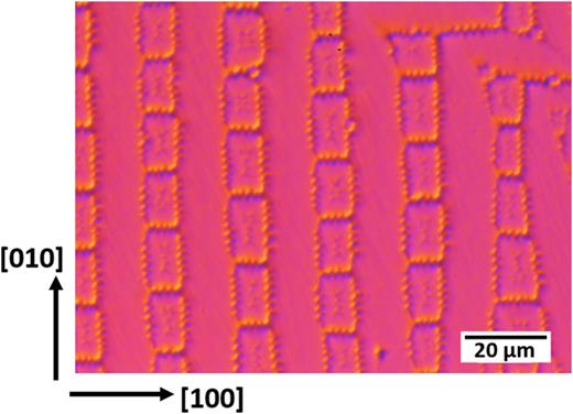 FIG. 2. Cellular domains on a (100) surface of annealed and quenched Fe–15 at. % Ga.