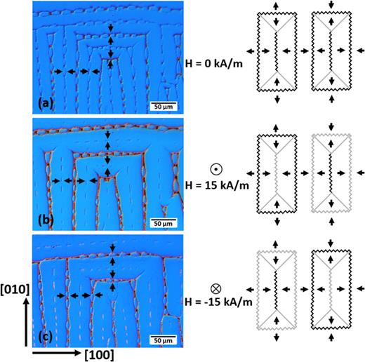 FIG. 4. Response of cellular domains to small perpendicular magnetic fields in annealed and quenched Fe–15 at. % Ga. Schematic of cells shown at right with invisible domains boundaries shown in gray. When no magnetic field was applied, all of the zigzag boundaries were visible (a). When a small positive (directed out of the plane) field of 15 kA/m was applied, the outer boundaries of some cells disappeared, while the centerline of other cells disappeared (b). When the direction of the field was reversed, the pattern of disappearing boundaries was also reversed (c).