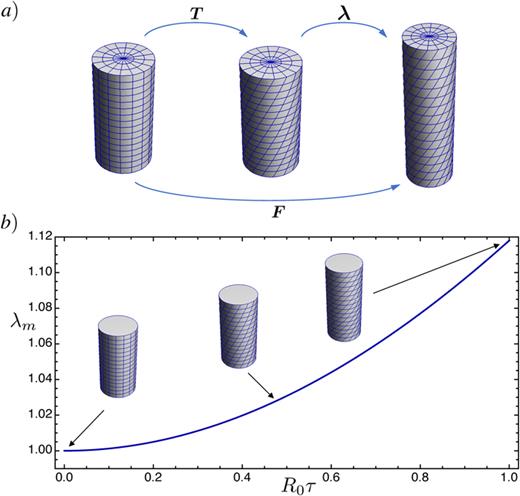 FIG. 1. (a) Schematics of the decomposition of F=T⋅λ. (b) Poynting effect: the equilibrium stretch increases as more twist is imposed on the system.