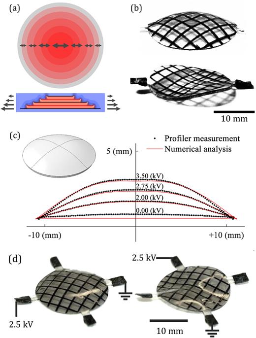 Dielectric elastomer actuators | Journal of Applied Physics | AIP ...