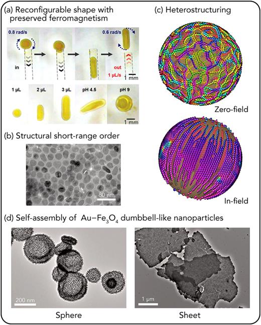 Self-assembly of nanoparticle building blocks into 3D hierarchical systems in liquid environment. (a) Interfacial jamming of superparamagnetic nanoparticles at liquid–liquid interfaces forming ferromagnetic liquid droplets with reconfigurable shape and preserved magnetization observed in hydrodynamics experiments. Reproduced with permission from Liu et al., Science 365, 264 (2019). Copyright 2019 American Association for the Advancement of Science. (b) Isotropic elastic and magnetic properties stemming from structural short-range order of jammed nanoparticles imaged with transmission electron microscopy in their dried state. Reproduced with permission from Wu et al., Proc. Natl. Acad. Sci. U.S.A. 118, e2017355118 (2021). Copyright 2021 National Academy of Sciences. (c) In-field and zero-field assembly of nanoparticles from a mixture of dispersed superparamagnetic and non-magnetic nanoparticles revealing distinct heterostructures with enhanced magnetic anisotropy and remanent magnetization. The depicted states are modeled with molecular dynamics and micromagnetic simulations and leave out non-magnetic nanoparticles. (d) Self-assembly of     Au − − Fe 3   O 4 dumbbell-like nanoparticles with packing parameter of (left) 0.63 and (right) 0.84 visualized with transmission electron microscopy. Reproduced with permission from Liu et al., Nano Lett. 20, 8773 (2020). Copyright 2020 American Chemical Society.
