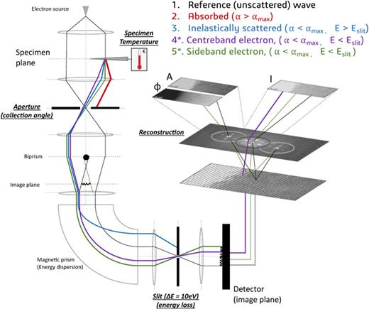 FIG. 3. Schematic overview of the experimental system, with an illustration of how various different scattering processes contribute to the mean signals reconstructed from the hologram. The scattering angle dependence (described by half-angle α) could be explored by varying the objective aperture in the back focal plane. The energy dependence could be investigated by insertion of the energy filtering slit. The specimen temperature could also be varied. The factors governing the off-axis holography mean amplitude signal could also be investigated by comparing the numerical reconstructions produced from the centerband and sideband distributions. *The details regarding populations 4 and 5 will be clarified in the discussion of Fig. 5.