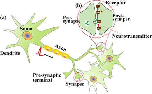 FIG. 1. (a) Schematic diagram of a biological neuron. (b) Schematic illustration of a biological synapse.