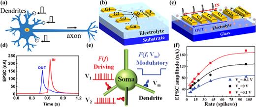 FIG. 7. Dynamic dendritic integration functions in multi-gate electrolyte-gated transistors. (a) Schematic diagram of the biological dendritic integration. Reproduced with permission from Hu et al., J. Mater. Chem. C 7, 682–691 (2019). Copyright 2019 Royal Society of Chemistry. (b) Schematic structure of a lateral coupled multi-gate electrolyte-gated transistor. (c) and (d) Schematic illustration of ordered pulse sequences (IN and OUT) applied to the gate of the IGZO-based lateral coupled electrolyte-gated transistor; post-synaptic response to the ordered pre-synaptic spike sequences. Reproduced with permission from He et al., Adv. Mater. 31, 1900903 (2019). Copyright 2019 John Wiley and Sons. (e) and (f) Schematic diagram of the rate-coding scheme with two driving synaptic inputs and one modulatory synaptic input; modulatory neural input–output relationship emulated by the multi-gate electrolyte-gated transistor. Reproduced with permission from Wan et al., Adv. Mater. 28, 3557–3563 (2016). Copyright 2016 John Wiley and Sons.