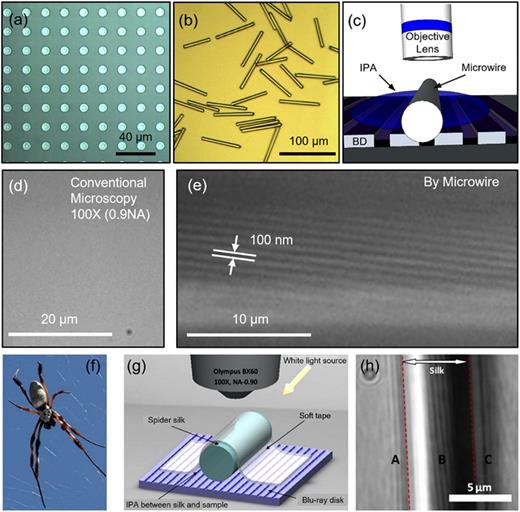 (a) Bird's eye-view of an array of microwires (D = 10 μm) made of NOA61 (n ∼ 1.55–1.57). (b) Harvested microwires dispersed on a BD specimen. (c) Schematic of the microscopy setup in which the microwire axis is oriented parallel to the features of the BD. (d) Conventional micrograph obtained with a 100× (0.95 NA) objective lens in which the structure of the BD is not resolved. (e) Image of the BD through the microwire. Reproduced with permission from Darafsheh et al., Proc. SPIE 9713, 97130U (2016). Copyright 2016 SPIE.153 (f) Photograph of a Nephila edulis spider in its web. (g) Schematic of the microscopy setup. The spider silk (with 6.8 μm diameter) was oriented parallel to the features of the BD and was taped on the specimen. IPA was used to provide contact between the silk and the specimen. (h) Image of the BD through the spider silk (stripes seen in zones A and C indicate “false” images that appear due to the interference phenomenon). Reproduced with permission from Monks et al., Nano Lett. 16(9), 5842–5845 (2016). Copyright 2016 American Chemical Society.154
