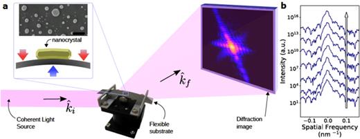 A typical Bragg coherent x-ray diffraction imaging experiment at a synchrotron radiation facility. (a) Experimental geometry showing mechanical deformation stage. Inset shows a schematic of the bending process and an SEM image of Au nanocrystals on a silicon surface (1   μm scale bar). (b) Line scans of each diffraction pattern showing characteristic asymmetry in the fringe visibility which is attributed to the presence of strain in the nanocrystal. Reproduced with permission from Newton et al., Phys. Rev. Mater. 3, 043803 (2019). Copyright 2019 American Physical Society.