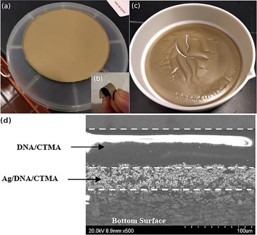 (a) Free-standing composite film of metal particles in a DNA–CTMA biopolymer, which is (b) highly flexible. (c) In contrast, metal nanoparticles in PMMA results in an extremely brittle film. (d) SEM image of the edge of an Ag/DNA/CTMA free-standing sample.