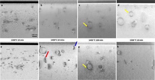 Cross section STEM two-beam condition bright-field images with diffraction vector    g  =   ⟨ 0002 ⟩, (a) 1300 °C annealed 10 min sample; (b) 1400 °C annealed 10 min sample; (c) 1400 °C annealed 100 min sample; (d) 1500 °C annealed 10 min sample; and diffraction vector    g =  ⟨  11   2 ¯ 0 ⟩; (e) 1300 °C annealed 10 min sample; (f) 1400 °C annealed 10 min sample; (g) 1400 °C annealed 100 min sample; (h) 1500 °C annealed 10 min sample. In (f), the arrows show examples of dislocation loops that are not parallel to the FIB cut. All images share the same scale bar shown in (a).