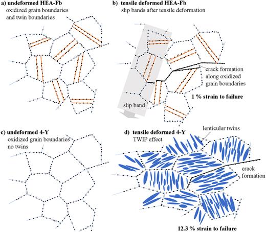 Illustration of microstructures of (a) undeformed HEA-Fb; (b) tensile deformed HEA-Fb; (c) undeformed 4-Y; (d) tensile deformed 4-Y.