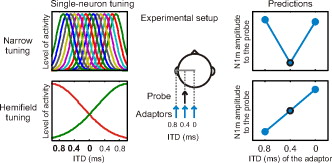 FIG. 1. Models of ITD processing and their experimental predictions. Two alternative neuronal representations of ITD have been suggested: narrowly tuned receptive fields and hemifield tuning (left). In the present study, a probe sound was presented with ITD=0.4 ms, left-ear leading, and the amplitude of the N1m response was measured (middle). The probe presentation alternated with an adaptor sound presented with ITDs of 0, 0.4, and 0.8 ms. The alternative models of ITD coding predict distinct patterns of adaptation of the N1m response amplitude (right). The narrow tuning curves would lead to strongest attenuation when the probe and the adaptor have the same ITD (0.4 ms). The hemifield tuning, in contrast, predicts that adaptation is strongest when the adaptor is furthest to the left (0.8 ms).
