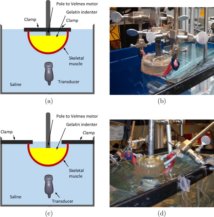 Analysis of tissue changes, measurement system effects, and motion