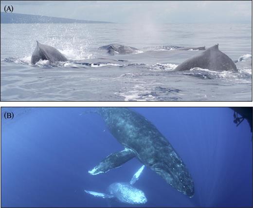 Fig. 2. (Color online) Photographs of the whales closest to the hydrophone during the recordings. (A) 12 February 2005, shows some of the whales (others underwater) in the active group. (B) 8 March 2013, shows the male-female pair (female below). The hydrophone is hanging from the corner of the boat (photo: J. Sturgis).