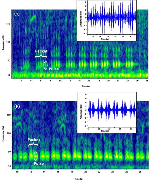 Fig. 3. (Color online) Enlarged portions of the pulses and sample waveforms (insets): (A) from tract 22, 12 February 2005 [Fig. 1(A)] and (B) from beginning of bout at 5 min 25 s of the 8 March 2013 recording [Fig. 1(B)]. These locations are marked with black dashes in Fig. 1. The “packets” of sound and pulses are indicated. (Spectrograph: Hann window, DFT/FTT 16 386, 50% overlap.)