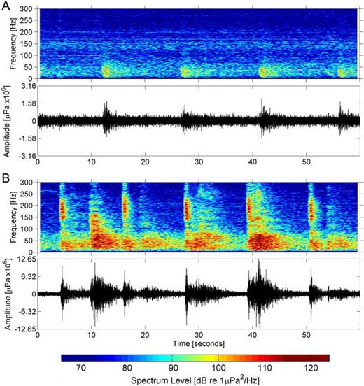 FIG. 9. (Color online) Airgun pulses in 1-min spectrogram (upper panel) and time series (lower panel) from site GC for 40 Hz at (A) low sound pressure levels on 4 June 2012 and (B) high sound pressure levels on 23 March 2013 (see Fig. 8, top panel). Spectrograms are 2000 samples (1 Hz bins) with 95% overlap and use the same sound pressure spectrum level color mapping. Note, time series amplitudes in (B) are four times (12 dB) greater than in (A).