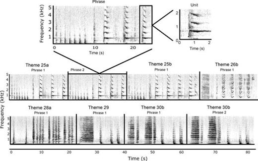 FIG. 1. Spectrograms illustrating the hierarchical structure of humpback whale song. A single unit (trumpet) and a single phrase from Theme 25a are shown in the top panel. Theme 25a units from the single phrase in the top panel are as follows: short ascending moan, grunt, grunt, grunt, grunt, grunt, grunt, short ascending moan, trumpet, squeak, trumpet, squeak, trumpet. The repetition of phrases and the sequential singing of themes are shown in each of the subsequent panels (corresponding audio: SuppPubmm1.wav1). Spectrograms were 2048 point FFT, Hann window, 31 Hz resolution, and 75% overlap, generated in Raven Pro 1.4. 