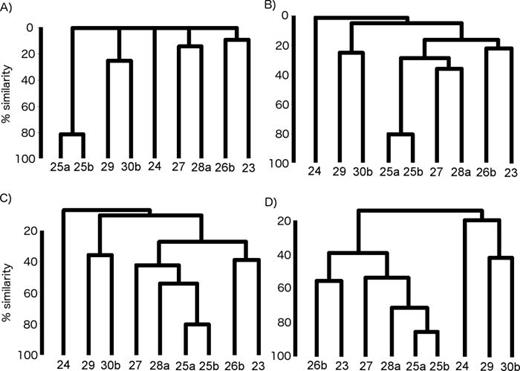 FIG. 5. Dendrograms of bootstrapped (1000) LSI similarity average-linkage hierarchical clustered set medians for Blue song themes for (A) un-weighted, (B) β = 1, (C) β = 0.5, and (D) β = 0.25 analyses. 