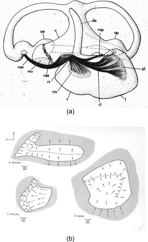 The importance of particle motion to fishes and invertebrates | The ...