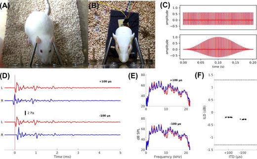 Fig. 1. (Color online) Rat binaural psychoacoustics near-field setup. (C) Example waveforms of 300 Hz rectangular window (top) and Hanning window (bottom) pulse trains used. (A) Rat during a testing session, initiating a trial by making contact with the central “start” spout. Steel tube phones are positioned close to each ear. (B) 3D printed rat acoustic manikin with miniature microphones in each ear canal used for calibrating and validating the setup. (D) Waveforms of a single binaural pulse as recorded from the microphones inside each ear canal of the acoustic manikin (L: left ear, R: right ear) for ±100 μs ITD (top and bottom pair of traces, respectively). The pulse train stimuli shown in (C) are made from sequences of pulses like the one shown. Cross correlation functions of the recorded signals confirmed what is also apparent by inspection of the waveforms, namely, that the ITDs of the acoustically recorded signals corresponded precisely to the electric interaural delays. (E) Frequency spectra of the sound waveforms in (D) for ±100 μs ITD. (F) Acoustic ILDs (y axes) measured from microphones placed in the ear canals of the acoustic manikin for ±100 μs ITD. ILDs were computed as the difference in root mean square (RMS) power of the signals in (D). Waveforms were recorded for ten pulses at each ITD. Each dot therefore represents one trial. A small random x axis scatter was added for visualization. Dotted lines indicate average broadband ILD thresholds of ferrets (Keating et al., 2013) for comparison. Behavioral rat ILD thresholds have not been reported in the literature, but are estimated to be around 2.8–4 dB (Greene et al., 2018).