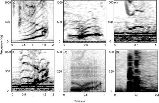 Fig. 1. Example spectrograms for previously described call types: (a) upcall, (b) low tonal, (c) high tonal, and (d) hybrid, (e) pulsive, and (f) gunshot. Spectrogram settings with 16 kHz sampling, 2048 FFT, Hann window, 90% overlap for (a)–(d), 1024 FFT for (e) and (f).