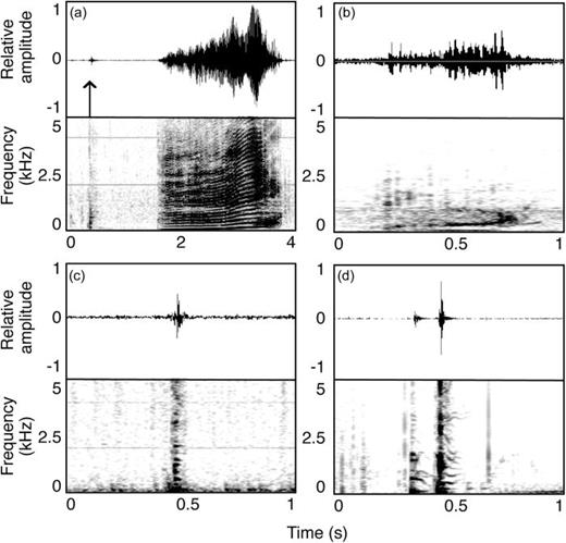 Fig. 2. Waveform and spectrograms of new call types including (a) paired grunt with an upcall (paired grunt marked by arrow in waveform to highlight relative amplitude), (b) calf calls, (c) single pulse, and (d) double pulse sounds. Spectrogram settings with 16 kHz sampling, 1024 FFT, Hann window, 90% overlap.