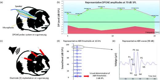 (a) Schematic cartoon of the probe microphone assembly entering the ear for distortion-product otoacoustic emission (DPOAE) measurement; tones are delivered via the speaker (green) and emissions are measured using the microphone (yellow). (b) Normal DPOAE amplitude in the guinea pig is shown for test signals of 70 dB SPL. (c) Schematic cartoon illustrating three electrode locations used to record the ABR. (d) Tones are presented at decreasing levels from 0 to 90 dB SPL and ABR threshold is determine based on visual inspection of waveforms. (e) Typical ABR waveforms (16 kHz, 90 dB SPL) illustrating the peaks (P) and troughs (N), defining each wave amplitude. The five marked waves (P1–P5) reflect specific central activity. P1: auditory nerve; P2: cochlear nucleus; P3: superior olivary complex; P4: lateral lemniscus; P5: inferior colliculus. (Unpublished data collected at CILcare.)