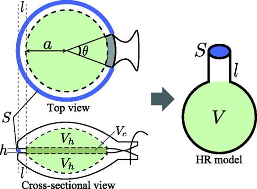 (Color online) Conceptual illustration of modeling the castanet as the Helmholtz
              resonator. The shaded areas indicate the volume, V, given in Eq. (2). The bold lines indicate the
              opening between the shells, corresponding to the cross-sectional area of the neck, S, which is given in Eq. (3). The physical neck length corresponds to the radial length of the rim
              (indicated by l).