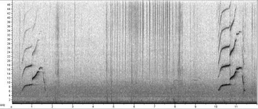 Fig. 1. Stereotyped ascending-descending whistle repeated by a solitary individual of Stenella frontalis in a coastal area of SWAO (Ilha Grande Bay, Brazil) in a 12 s window; which may be the signature whistle of this dolphin.
