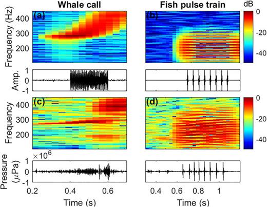 FIG. 2. (Color online) Simulated (a), (b) and measured (c), (d) coral reef bioacoustic signals before clipping. Whales were simulated with an FM upsweep (a), (c), and fish were simulated with superimposed Gaussian pulses (b), (d). White noise was added to both signals at 25 dB SNR relative to the mean signal power.