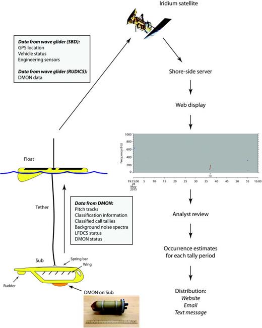 FIG. 1. Diagram of data flow from the DMON affixed to a wave glider sub to a shore-side server via the Iridium satellite service (both SBD and RUDICS services). These data are displayed on a website (Baumgartner, 2012), and pitch tracks and classification information are reviewed by an analyst to produce species-specific occurrence estimates for each monitored tally period. Occurrence estimates are then distributed to users via the same publicly accessible website as well as email and text messages. Web display in the figure shows a pitch track of a single North Atlantic right whale upcall. The DMON with integrated hydrophones is shown packaged in an oil-filled urethane housing.