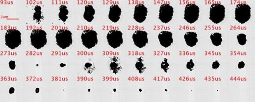 (Color online) The sample high-speed bubble image series of histotripsy cavitation generated in a 1% agarose hydrogel. Time notations on each image are relative to the firing of the acoustic array. Each frame is 4 × 4 mm2.