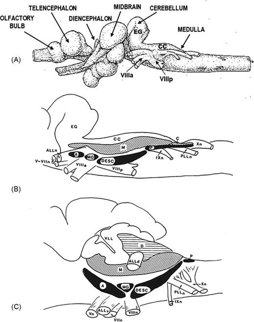 (A) Lateral view of the brain of the bowfin. (B) Lateral view of the cerebellum and medulla of the bowfin onto which the first-order lateral line mechanosensory nuclei (diagonal lines) and octaval nuclei (in black) have been projected. (A) and (B) Adapted from McCormick (1981). “Central projections of the lateral line and eighth nerves in the bowfin, Amia calva,” J. Comp. Neurol. 197, 1–15, with permission of John Wiley and Sons; Copyright 1981 Alan R. Liss, Inc. (C) Lateral view of the cerebellum and medulla of the clearnose skate onto which the first-order lateral line electrosensory (horizontal lines), mechanosensory nuclei (diagonal lines) and octaval nuclei (in black) have been projected. Adapted from Fig. 3 from Barry (1987), “Afferent and efferent connections of the primary octaval nuclei in the clearnose skate: Raja eglanteria,” J. Comp Neurol. 266, 457–477, with permission of John Wiley and Sons; Copyright 1987 Alan R. Liss, Inc. Abbreviations: A, anterior octaval nucleus; ALLn, anterior lateral line nerve; ALLd, anterior lateral line nerve dorsal branch; ALLv, anterior lateral line nerve ventral branch; C, nucleus caudalis; CC; cerebellar crest; D, nucleus dorsalis; DESC, descending octaval nucleus; EG, eminentia granularis; IXn, glossopharyngeal nerve; M, nucleus medialis; MG; magnocellular octaval nucleus; P, posterior octaval nucleus; PLLn, posterior lateral line nerve; V–VII; trigeminal and facial nerves; VIIn, facial nerve; VIIIa, anterior ramus of eighth nerve; VIIIn, eighth nerve; VIIIp, posterior ramus of eighth nerve; VLL, valvula; Xn, vagus nerve.