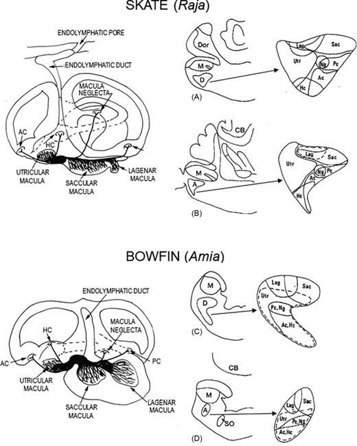 On the left are line drawings of the inner ears of a skate and the bowfin showing the locations of the inner ear endorgans and their associated branches of the eighth nerve. Adapted from McCormick (1992). “Evolution of central auditory pathways in anamniotes,” in The Evolutionary Biology of Hearing, edited by D. B. Webster, R. R. Fay, and A. N. Popper (Springer, New York), pp. 323–350, with permission of Springer Nature. Abbreviations: AC, crista of the anterior semicircular canal; HC, crista of the horizontal semicircular canal; PC, crista of the posterior semicircular canal. Ac, terminals of anterior semicircular canal nerve; CB, cerebellum; D, descending octaval nucleus Dor, nucleus dorsalis; Hc, terminals of horizontal semicircular canal nerve; Lag, terminals of lagenar nerve; M, nucleus medialis; Ng, terminals of macula neglecta nerve; Pc, terminals of posterior semicircular canal nerve; Sac, terminals of saccular nerve; SO, secondary octaval population; Utr, terminals of utricular nerve. (A)–(D) on the right are transverse hemisections through the medulla of the clearnose skate A, B and the bowfin (C), (D) showing the terminal sites of the inner ear endorgans in the descending octaval nucleus (A and C) and the anterior octaval nucleus (B and D). (A and B) adapted from Figs. 12(A) and 12(B), Fig. 13(A) and 13(B) from Barry (1987), “Afferent and efferent connections of the primary octaval nuclei in the clearnose skate: Raja eglanteria.” J. Comput. Neurol. 266, 457–477, with permission of John Wiley and Sons; Copyright 1987 Alan R. Liss, Inc. (C) and (D) adapted from McCormick and Braford (1988). “Central connections of the octavolateralis system: Evolutionary considerations” in Sensory Biology of Aquatic Animals edited by J. Atema, R. R. Fay, A. N. Popper, and W. N. Tavolga (Springer, New York), pp. 733–756, with permission of Springer Nature.