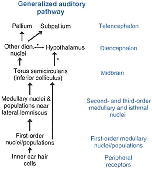(Color online) The pattern of organization of vertebrate central auditory circuits. Reproduced from McCormick (2011). “Auditory/lateral line CNS: Anatomy,” in  Encyclopedia of Fish Physiology: From Genome to Environment, edited by A. P. Farrell (Academic Press, San Diego, CA), Vol. 1, pp. 283–291, Copyright Elsevier 2011.