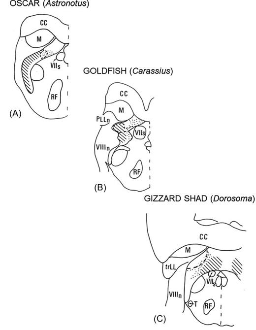 Diagram summarizing the terminal sites of the saccular nerve (stippled areas), lagenar nerve (area enclosed by the dashed line) and utricular nerve (diagonal lines) in the descending nucleus of three species. (A) The saccule and lagena in the oscar from  O'Marra and McCormick (1999). “Organization and connections of the dorsal descending nucleus and other presumed acoustic areas in the brainstem of the teleost fish, Astronotus ocellatus,” Hear. Res. 129, 7–19, Copyright 1999, with permission from Elsevier. The utricle in the oscar adapted from Fig. 14(D) from Meredith and Butler (1983). “Organization of eighth nerve afferent projections from individual endorgans of the inner ear in the teleost, Astronotus ocellatus,” J. Comput. Neurol. 220, 44-62, with permission of John Wiley and Sons; Copyright 1983 Wiley-Liss, Inc. (B) The goldfish, adapted from McCormick and Braford (1994). “Organization of inner ear endorgan projections in the goldfish, Carassius auratus,” Brain Behav. Evol. 43, 189–205, with permission of Karger Publishers; Copyright 1994 Karger Publishers, Basel, Switzerland. (C) The gizzard shad, adapted from McCormick (1997). “Organization and connections of octaval and lateral line centers in the medulla of a clupeid, Dorosoma cepedianum,” Hear. Res. 110, 39–60, Copyright 1997, with permission from Elsevier. Abbreviations: CC; cerebellar crest; DESC, descending octaval nucleus; EG, eminentia granularis; M, nucleus medialis; PLLn, posterior lateral line nerve; RF, reticular formation; T, nucleus tangentialis; trLL, lateral line nerve tract; VIIs, sensory root of the facial nerve; VIIIn, eighth nerve.