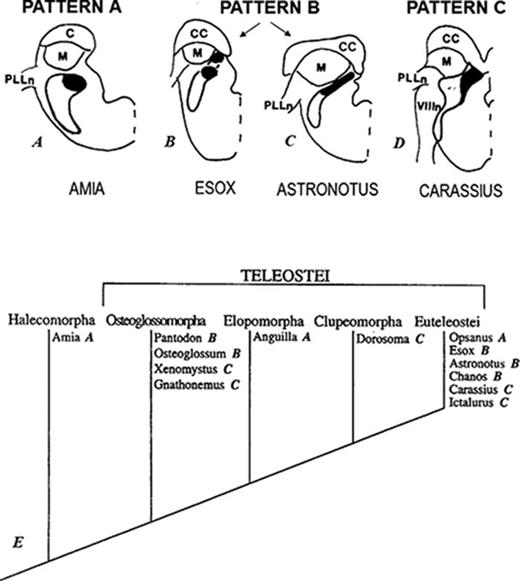 Different morphologies of the descending octaval nucleus: Pattern A (A), pattern B (B and C), and pattern C (D). The darkened area within the descending octaval nucleus represents the location of neurons that receive otolithic input and that project to the area of the torus semicicularis known or presumed to be acoustic. (E). Cladogram shows the distribution of Patterns A, B, and C among ray-finned fishes. Reproduced from McCormick (1999). “Anatomy of the central auditory pathways of fish and amphibians,” in Comparative Hearing: Fish and Amphibians, edited by R. R. Fay and A. N. Popper (Springer, New York), pp. 155–217, with permission of Springer Nature. Abbreviations: CC, cerebellar crest; M, nucleus medialis; PLLn, posterior lateral line nerve; VIIIn, eighth nerve.
