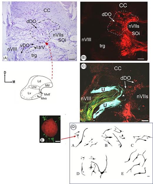 (Color online) (A) Cresyl-violet stained hemisection of the goldfish dorsal descending nucleus (dDO). The line drawing from which an arrow (red online) points to (A) shows the locations of neurons forming the three dDO medial populations (Md, Mvtf, and Mvo) and three of the four dDO lateral populations (Ld, Lhz, and Lv; Ld-rf population not shown). Compare (A) to (B) and (C). (B) Fluorescently labeled dDO neurons (red online). Bar scale = 100 μm. From McCormick and Wallace (2012), with permission. (C) Fluorescently labeled dDO neurons (red online), the utricular nerve (blue online), and the saccular nerve (green online) at a level comparable to (A) and (B). Bar scale = 100 μm. From McCormick and Wallace (2012), with permission. (D) Neurons of varying morphology that project to the auditory midbrain: (nucleus centralis of the torus semicircularis). Bar scale = 20 μm. After McCormick and Wallace (2012) with permission. Group A: neurons in the three medial dDO populations. “a” neurons in the Md population. The arrow points to a type “a” neuron with inputs from the saccular nerve. “b” neurons in the Mvtf population. “c” neurons in the Mvo population. Group B: “a–d” neuronal types in the Ld population. Group C: “a–c” neuronal types in the Lhz population. Group D: “a–d” neuronal types in the Lv population. Group E: neurons in the Ld-rf population (A)–(C) Reproduced and (D) adapted from McCormick and Wallace (2012). "Otolith end organ projections to auditory neurons in the descending octaval nucleus of the goldfish, Carassius auratus: a confocal analysis," Brain Behav. Evol. 80, 41–63, with permission of Karger Publishers; Copyright 2012 Karger Publishers, Basel, Switzerland. Abbreviations: CC; cerebellar crest; dDO, dorsal division of the descending octaval nucleus; vDO, ventral division of the descending octaval nucleus; nVIIs, sensory root of the facial nerve; nVIII, eighth nerve; S, saccular branch of the eighth nerve; SOi, intermediate division of the secondary octaval population; trg, secondary gustatory tract; trV, descending trigeminal tract; U, utricular branch of the eighth nerve.