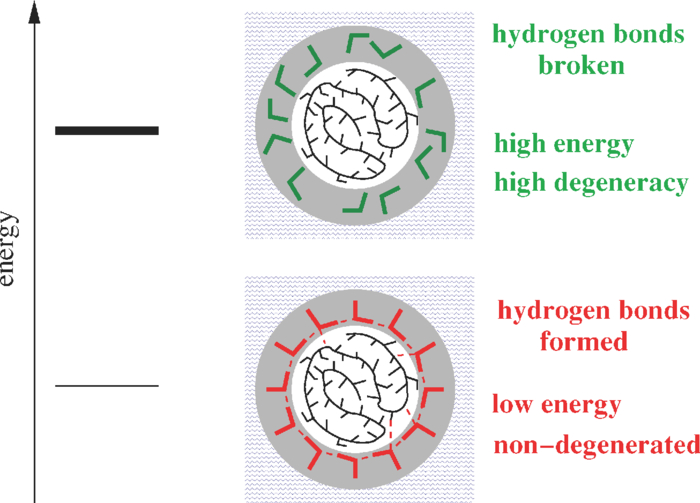 How does the first water shell fold proteins so fast? | The Journal of ...