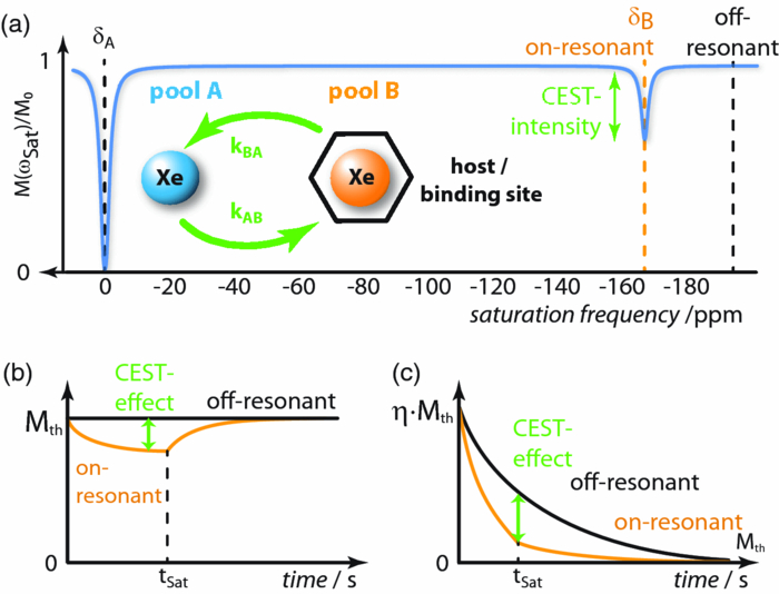 Quantitative chemical exchange saturation transfer with hyperpolarized ...