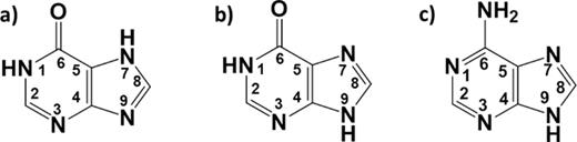 FIG. 1. Chemical structures of the two most stable tautomers of hypoxanthine in the gas phase: (a) keto-N1H,N7H hypoxanthine and (b) keto-N1H,N9H hypoxanthine. For comparison, the most stable tautomer of adenine in the gas phase is also provided, (c) N9H adenine. 