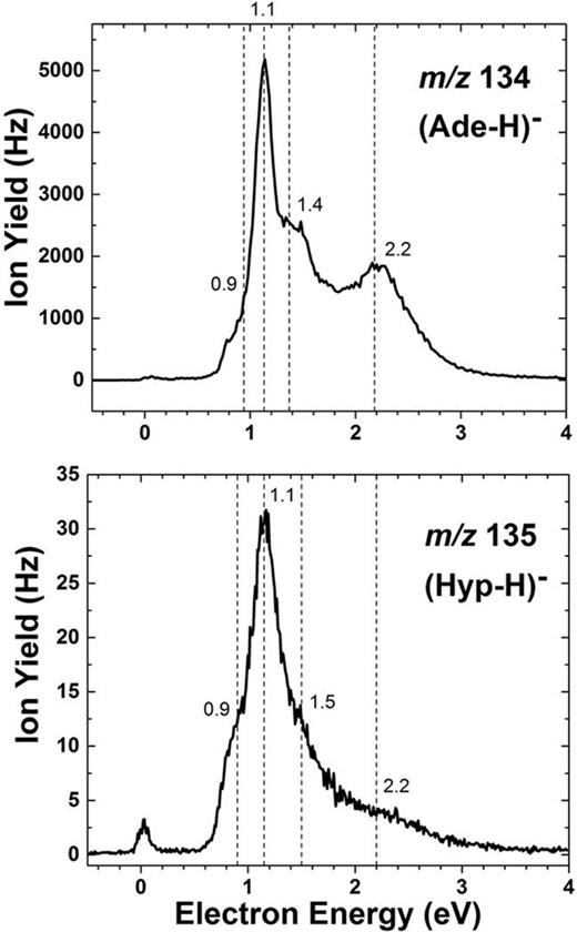 FIG. 3. Ion efficiency curve of m/z 135 for (Hyp − H)− induced by electron attachment to hypoxanthine (bottom) taken at an oven temperature of 453 ± 3 K compared with m/z 134 for (Ade − H)− induced by electron attachment to adenine (top) both as a function of electron energy below 4 eV and at a resolution of ∼110 meV. 