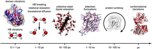Hierarchy of time scales for protein motions. From left to right: (0.1–1.0 ps/1–10 THz) intramolecular vibrations of protein domains and secondary structure elements, including skeleton motions and intermolecular vibrations of the water hydrogen bond network; (1–10 ps/0.1–1 THz) relaxation processes in the hydrogen bond network of water, i.e., hydrogen bond rearrangements, single molecule rotation, and translational diffusion; (10–100 ps/10–100 GHz) collective dipole relaxation in water; (1–10 ns/0.1–1 GHz) protein side chain fluctuations; (10–100 ns/10–100 MHz) protein rotational tumbling motions; (μs/MHz) conformational transitions in proteins, shown as a hinge motion of glycogen synthase.