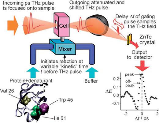 Left: kinetic THz absorption setup. Right: the changes in the amplitude of the transmitted electric field during the refolding of the protein are recorded as a function of kinetic time tkinetic.