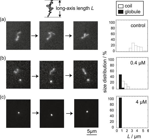 FIG. 1. (left) Real-time monitoring of single T4 DNA molecules in bulk solution at various concentrations of 3(3)(3)4: (a) 0 μM, (b) 0.4 μM, and (c) 4 μM. The total observation time is 3 s for (a)-(c). (right) Histograms of the long-axis length L for the corresponding concentrations of 3(3)(3)4.